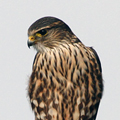 Merlin Hawk