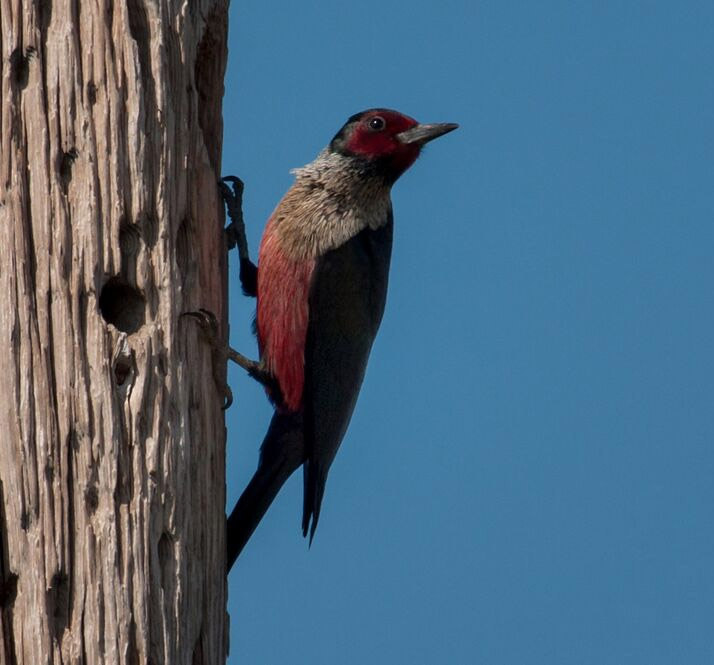 Lewis’ Woodpecker