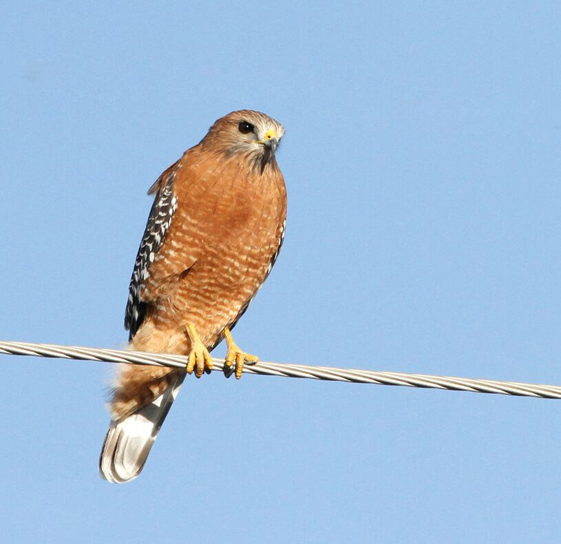 Red Shouldered Hawk Nelson